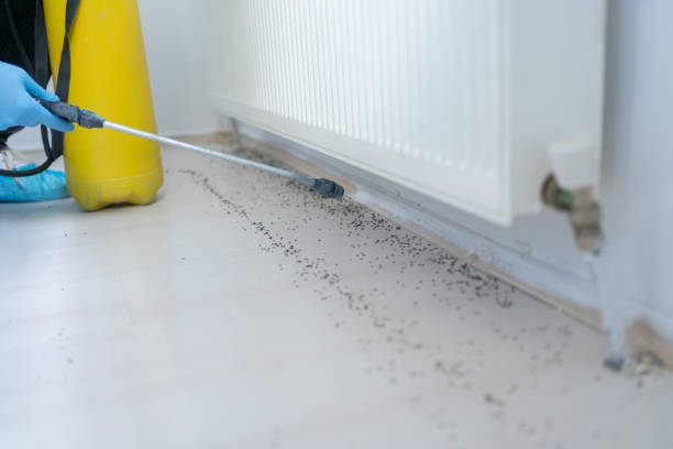Best Rat Extermination Near Me  in Cassopolis, MI